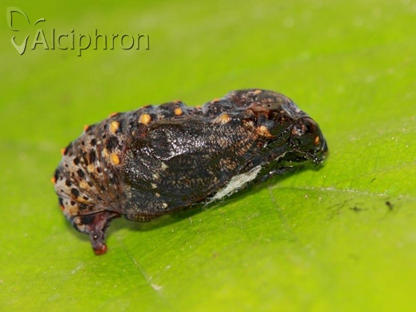 Melitaea cinxia