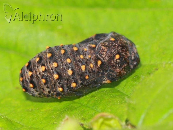 Melitaea cinxia