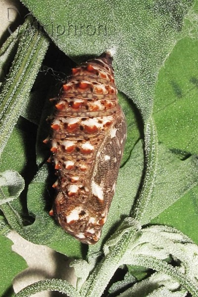 Melitaea phoebe