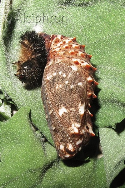 Melitaea phoebe