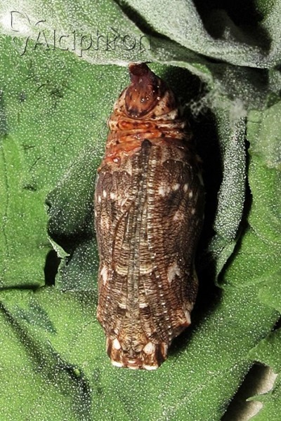 Melitaea phoebe
