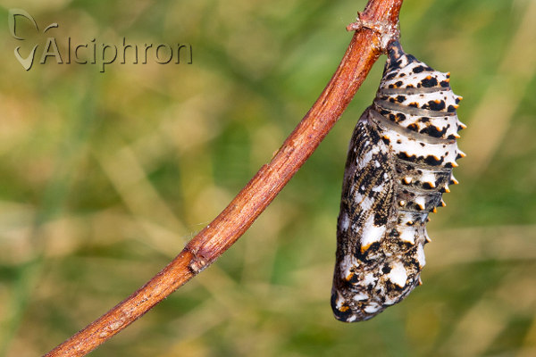 Melitaea ornata
