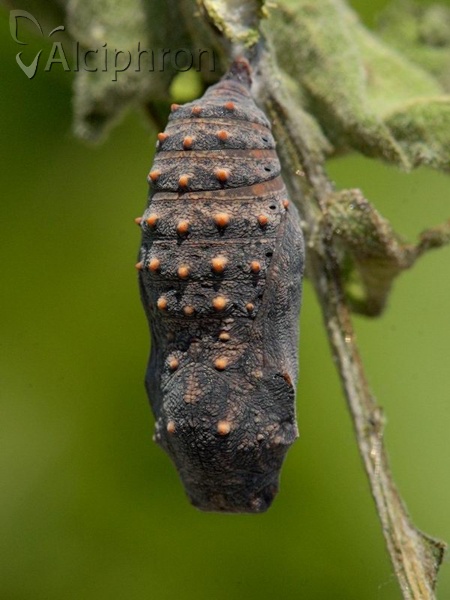 Melitaea arduinna
