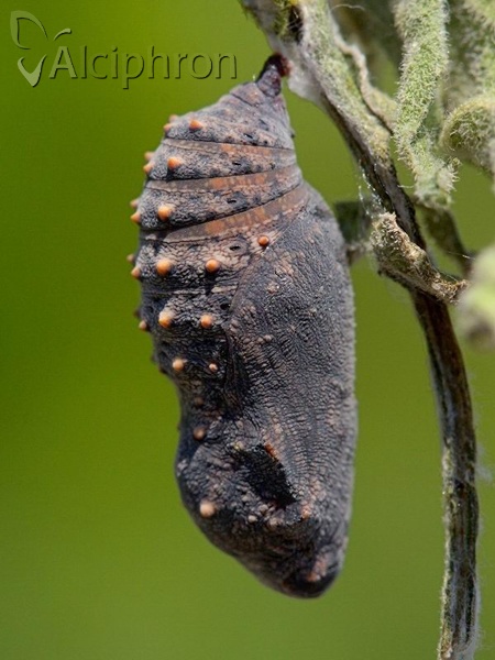 Melitaea arduinna