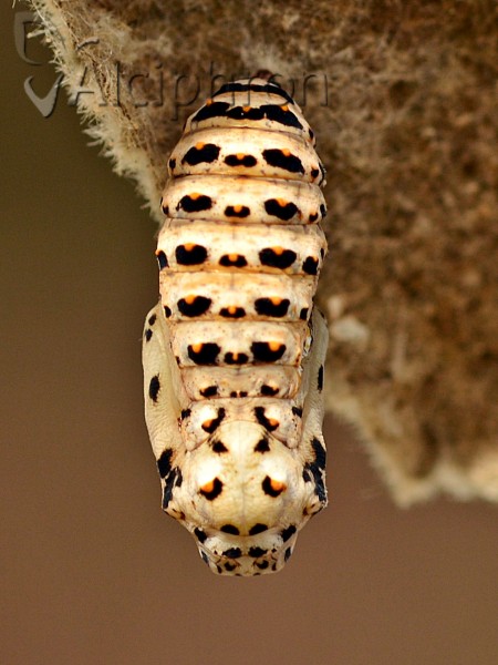Melitaea trivia