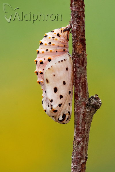 Melitaea trivia