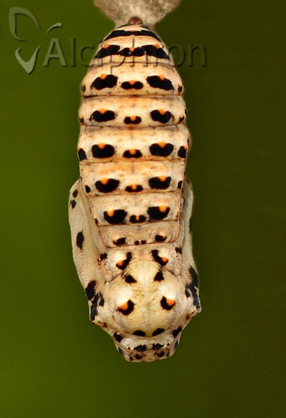 Melitaea trivia