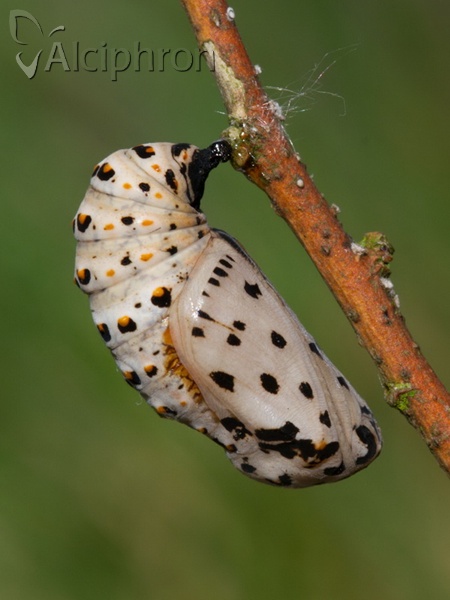 Melitaea trivia