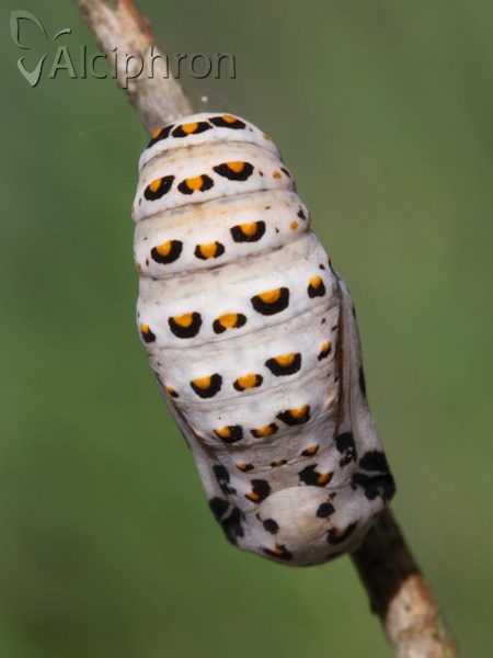 Melitaea trivia