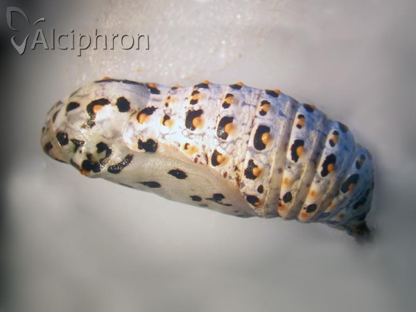 Melitaea trivia
