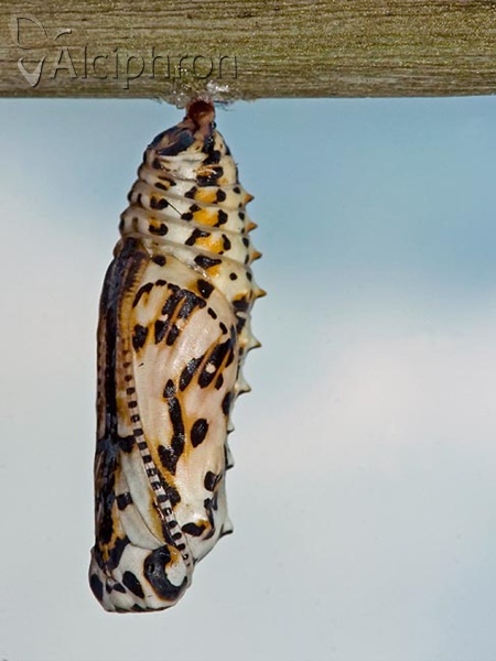 Melitaea didyma