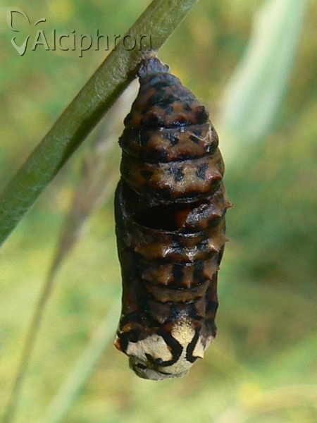 Melitaea didyma