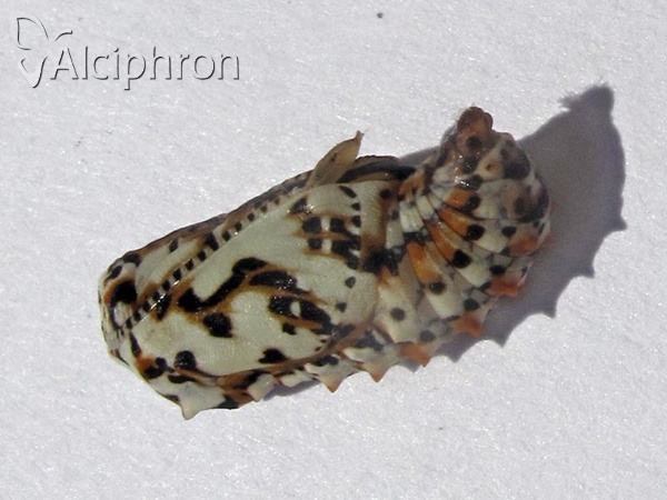 Melitaea didyma