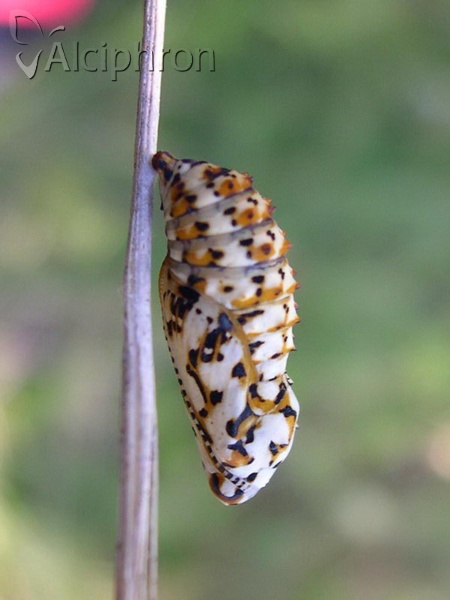 Melitaea didyma