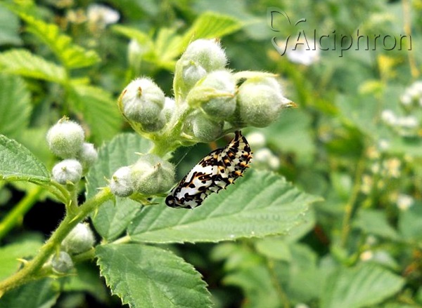 Melitaea didyma