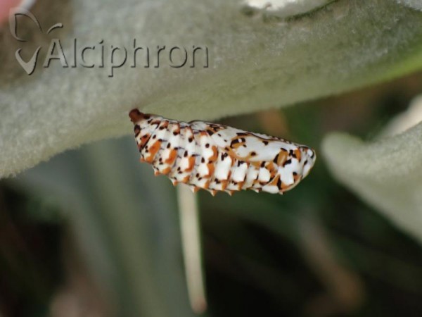 Melitaea didyma
