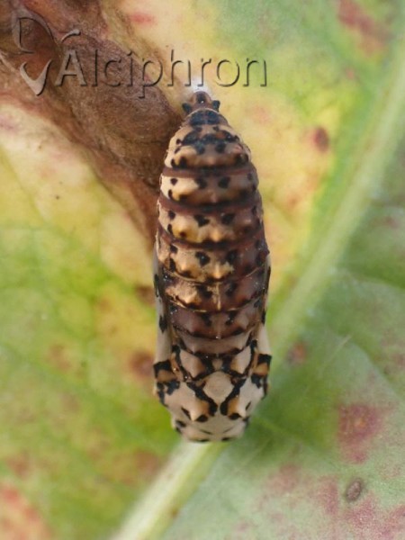 Melitaea diamina