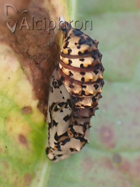 Melitaea diamina
