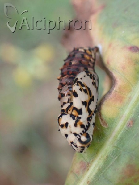Melitaea diamina