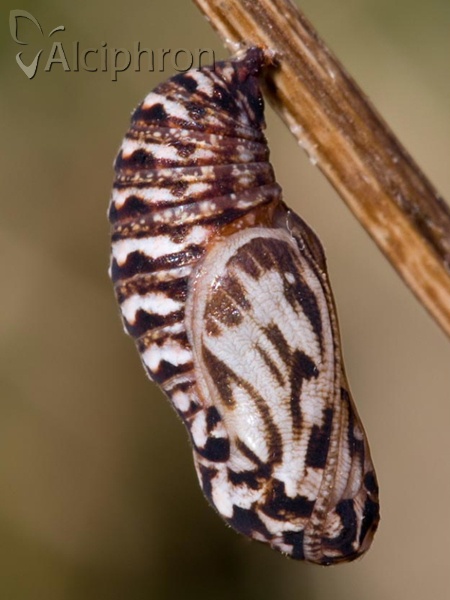Melitaea aurelia