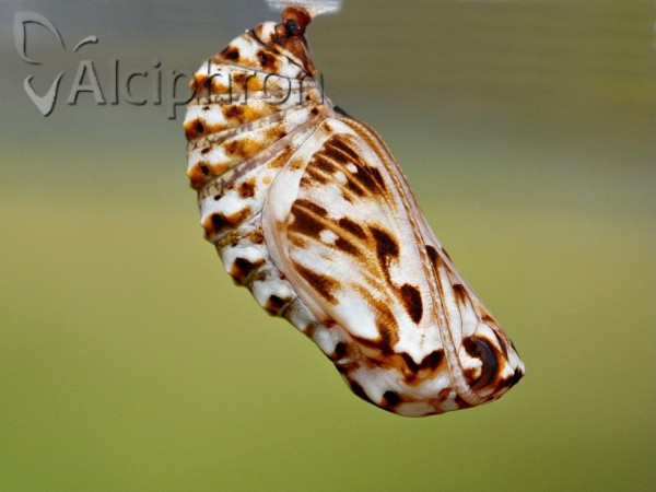 Melitaea athalia