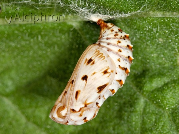 Melitaea athalia
