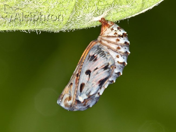 Melitaea athalia