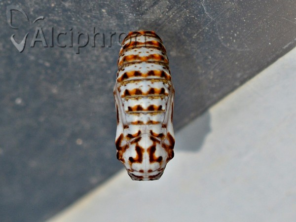 Melitaea athalia