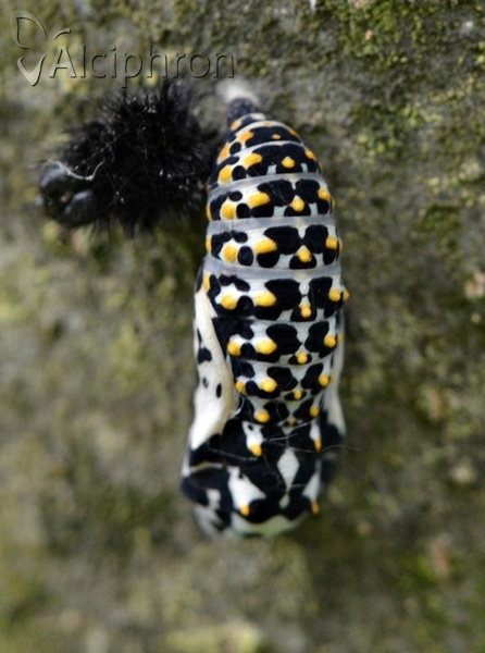 Euphydryas maturna