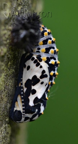 Euphydryas maturna