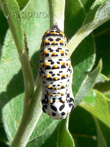 Euphydryas maturna