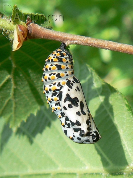 Euphydryas maturna