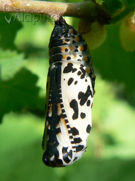 Euphydryas maturna
