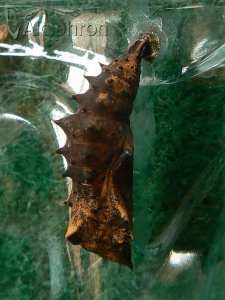 Nymphalis antiopa