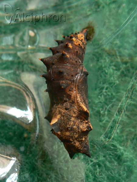 Nymphalis antiopa
