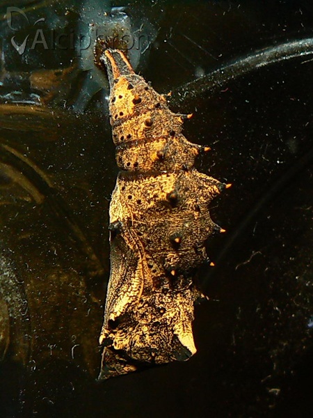 Nymphalis antiopa