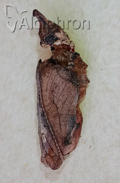 Nymphalis polychloros