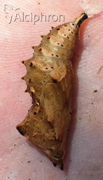 Nymphalis polychloros