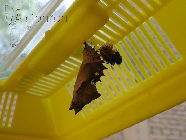 Nymphalis polychloros