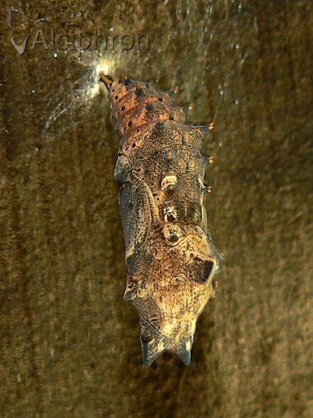 Nymphalis polychloros