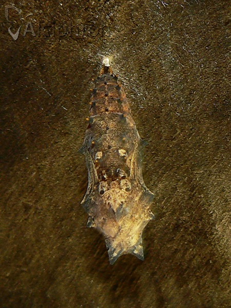 Nymphalis polychloros
