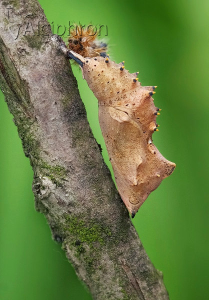 Nymphalis polychloros
