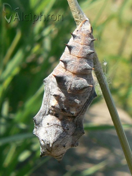 Nymphalis xanthomelas