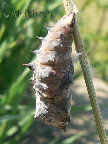 Nymphalis xanthomelas