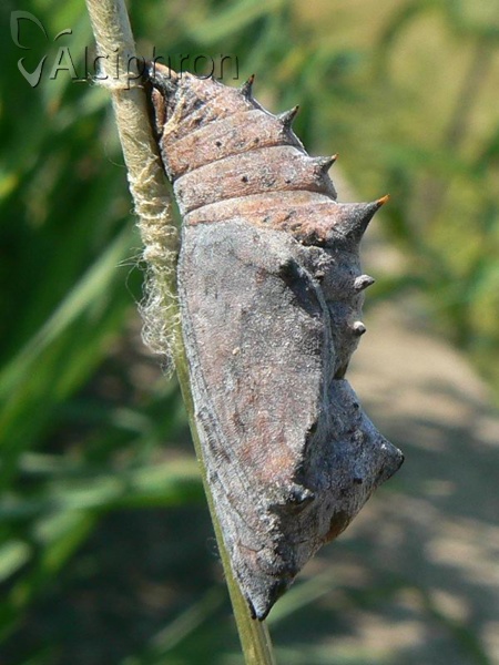 Nymphalis xanthomelas