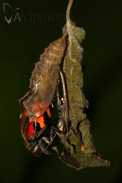 Aglais urticae
