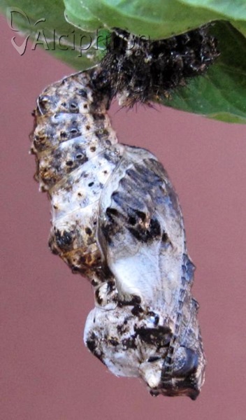 Boloria titania