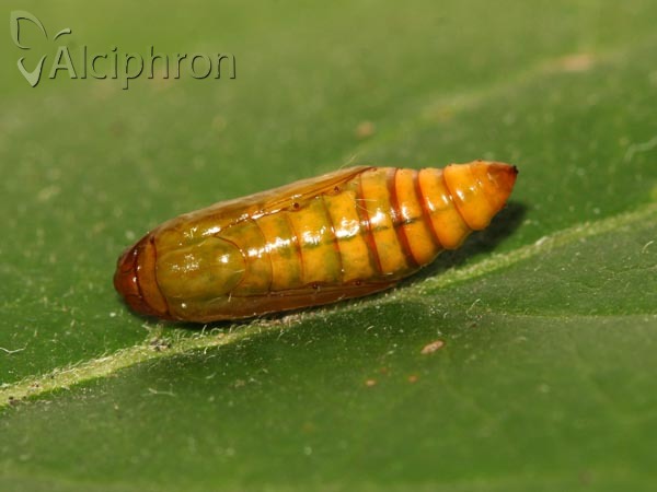 Evergestis forficalis