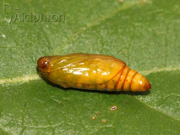 Evergestis forficalis