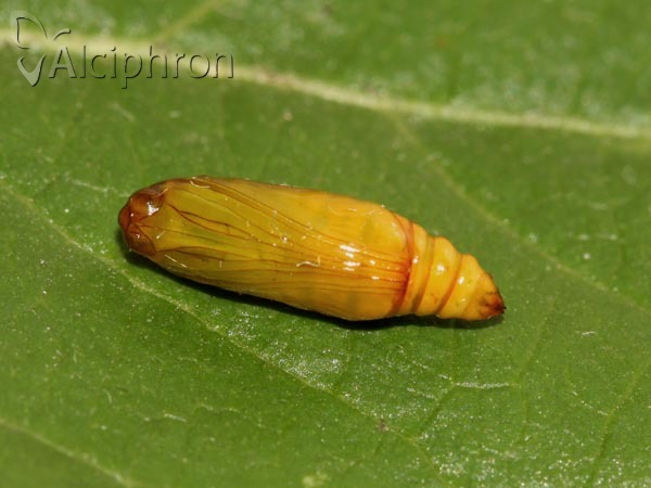 Evergestis forficalis